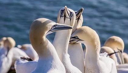 开云app：云端生活的新纪元